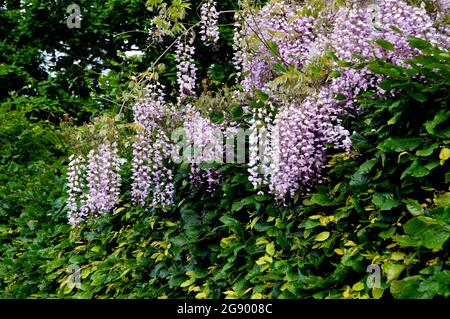 Lange hängende Purple/Mauve/Lilac Wisteria Fabaceae (Leguminosae) Blumen, die durch eine Heckenblume im RHS Garden Harlow Carr, Harrogate, Yorkshire, Großbritannien wachsen. Stockfoto