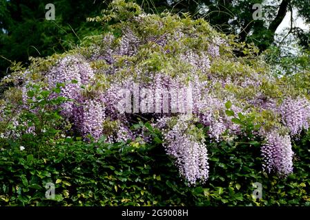 Lange hängende Purple/Mauve/Lilac Wisteria Fabaceae (Leguminosae) Blumen, die durch eine Heckenblume im RHS Garden Harlow Carr, Harrogate, Yorkshire, Großbritannien wachsen. Stockfoto