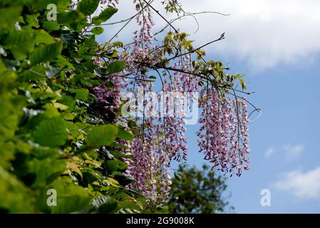 Lange hängende Purple/Mauve/Lilac Wisteria Fabaceae (Leguminosae) Blumen, die durch eine Heckenblume im RHS Garden Harlow Carr, Harrogate, Yorkshire, Großbritannien wachsen. Stockfoto