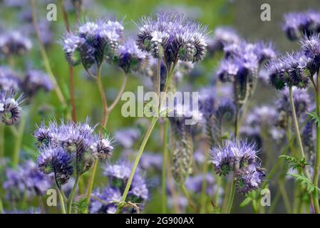 Büschel von hellem Lavendel-blau-weiß Phacelia tanacetifolia (Fiddleneck) Blumen in den Grenzen bei RHS Garden Harlow Carr gewachsen, Harrogate, England, UK, Stockfoto