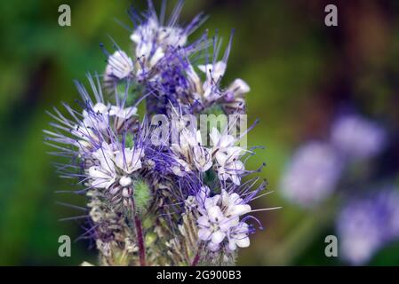 Einblättrige Lavendel-blau-weiße Phacelia tanacetifolia (Fiddleneck) Blumen, die in den RHS Garden Harlow Carr, Harrogate, England, Großbritannien, Stockfoto