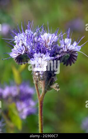 Einblättrige Lavendel-blau-weiße Phacelia tanacetifolia (Fiddleneck) Blumen, die in den RHS Garden Harlow Carr, Harrogate, England, Großbritannien, Stockfoto