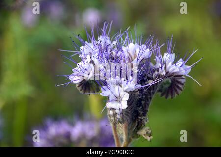 Einblättrige Lavendel-blau-weiße Phacelia tanacetifolia (Fiddleneck) Blumen, die in den RHS Garden Harlow Carr, Harrogate, England, Großbritannien, Stockfoto