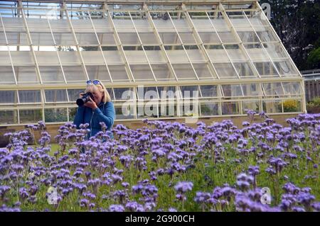 Frau, die Fotos von Purple Phacelia tanacetifolia (Fiddleneck) gemacht hat Blumen, die in einer Grenze in der Nähe des Glashauses im RHS Garden Harlow Carr gewachsen sind. Stockfoto