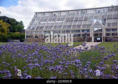 Purple Phacelia tanacetifolia (Fiddleneck) Blumen in den Grenzen in der Nähe des Glashauses im RHS Garden Harlow Carr, Harrogate, England, Großbritannien, Stockfoto