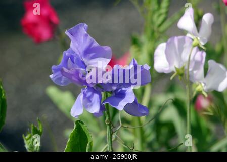 Lilic-Blue Lathyrus odoratus (Sweet Pea) 'Our Harry' Flower Grown in the Borders at RHS Garden Harlow Carr, Harrogate, England, UK, Stockfoto