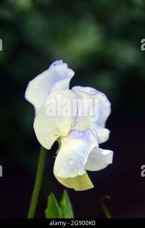 Lilic-Blue/White-Cream Lathyrus odoratus (Sweet Pea) „Betty Maiden“ Blume, die in den Grenzen von RHS Garden Harlow Carr, Harrogate, England, Großbritannien, angebaut wird, Stockfoto