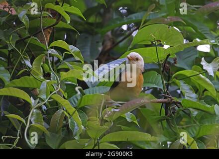 Colmared Babbler (Gampsorhynchus torquatus torquatus) Erwachsener auf dem Weinstock Kaeng Krachan NP, Thailand November Stockfoto