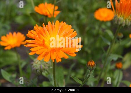 Orange/Gelbe Calendula officinalis 'Funky Stuff' (Topf/Gemeine/Schotte) Ringelblume Gänseblümchen blüht in den RHS Garden Harlow Carr, Harrogate Stockfoto