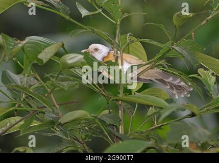 Halsbandschwalbe (Gampsorhynchus torquatus torquatus) Erwachsener, der im Busch des Kaeng Krachan NP, Thailand, thront November Stockfoto