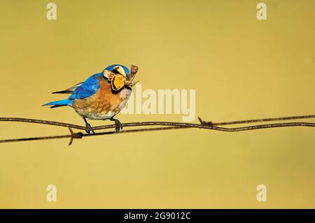 Männlicher östlicher Bluebird mit Skipper Schmetterling Beute Stockfoto