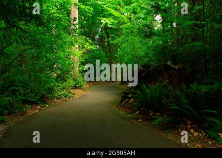 Ein Außenbild eines Waldweges im Pazifischen Nordwesten Stockfoto