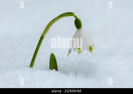 Weißer Frühling Schneeflocke blühen im Winter im Schnee Stockfoto