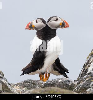 Double Puffin! Zwei atlantische Papageitaucher, die in entgegengesetzte Richtungen schauen Stockfoto