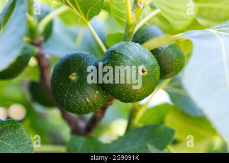 Grüne unreife Feigen auf einem Baum bei sonnigem Wetter Stockfoto