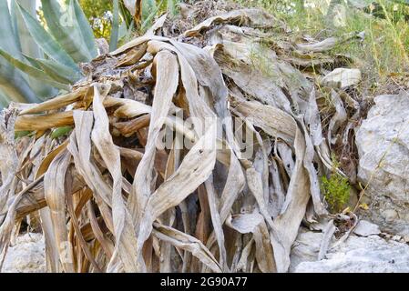 Die große Aloe-Pflanze ist verdorrt, stirbt. Globales Trockenheits- und Erwärmungs-Konzept. Stockfoto