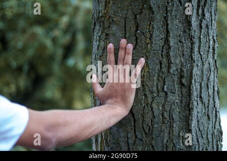 Mann berührt Baumstamm Stockfoto