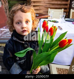 Der 3-jährige, süße ukrainische Junge mit lockigem Haar hält einen Haufen roter Tulpen bereit, um seiner Mutter am 8. März zu gratulieren Stockfoto