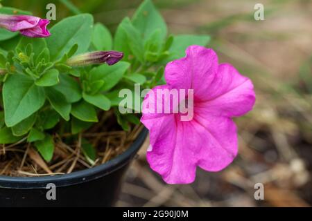 Rosa Petunia-Blume, die in einem Topf wächst, Nahaufnahme im Freien mit selektivem Fokus Stockfoto