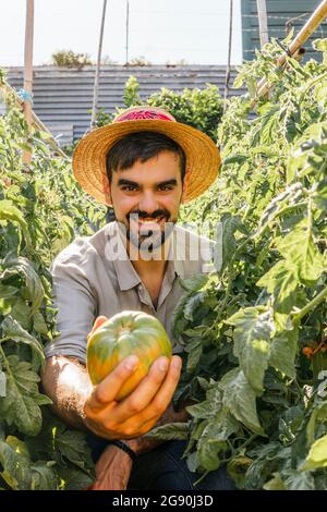 Glücklicher junger Mann mit Strohhut, der unter den Pflanzen im Gemüsegarten Rindersteak-Tomate zeigt Stockfoto