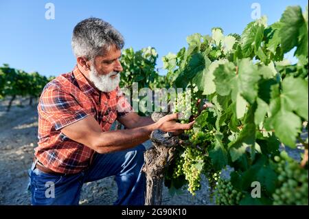 Der männliche Bauer rührt Trauben am Weinberg an Stockfoto