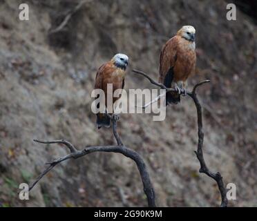 Nahaufnahme von zwei Schwarzhalsfalken (Busarellus nigricollis), die auf dem Ast Pampas del Yacuma, Bolivien, sitzen. Stockfoto