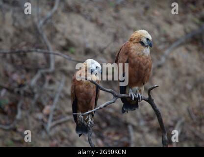 Nahaufnahme eines Porträts von zwei Schwarzhalsfalken (Busarellus nigricollis), die auf dem Zweig Pampas del Yacuma, Bolivien, sitzen. Stockfoto