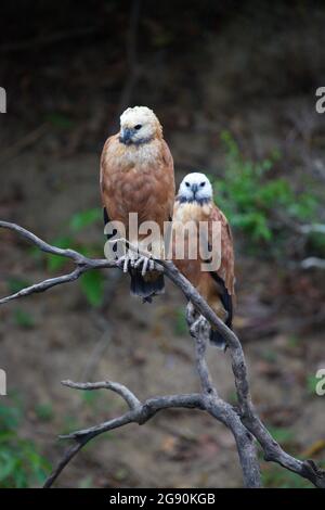 Nahaufnahme eines Porträts von zwei Schwarzhalsfalken (Busarellus nigricollis), die auf dem toten Zweig Pampas del Yacuma, Bolivien, sitzen. Stockfoto