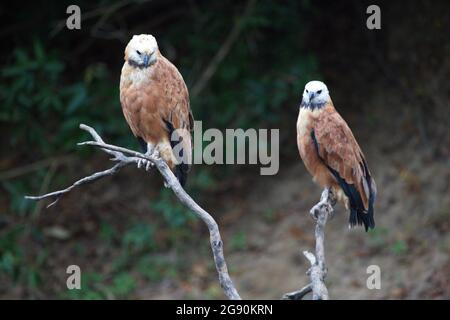 Nahaufnahme von zwei Schwarzhalsfalken (Busarellus nigricollis), die auf einem toten Zweig in Pampas del Yacuma, Bolivien, sitzen. Stockfoto