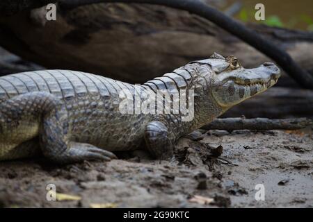 Nahaufnahme Porträt von Black Caiman (Melanosuchus niger) versteckt am Flussufer mit Auge weit geöffnet Pampas del Yacuma, Bolivien. Stockfoto