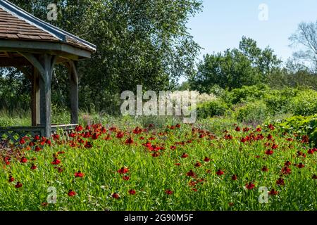 Blick über den See im Millennium Garden im Pensthorpe Natural Park, entworfen von Piet Oudolf. Der Garten ist in naturalistischem Stil gepflanzt. Stockfoto