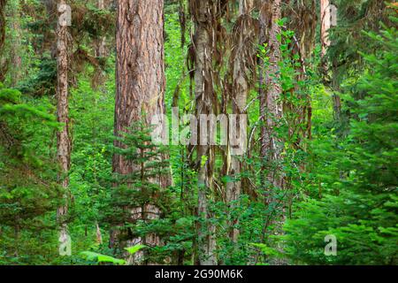 Lärche am Stanton Lake Trail, Flathead National Forest, Montana Stockfoto