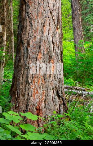 Lärche am Stanton Lake Trail, Flathead National Forest, Montana Stockfoto