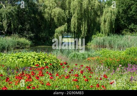 Blick über den See im Millennium Garden im Pensthorpe Natural Park, entworfen von Piet Oudolf. Der Garten ist in naturalistischem Stil gepflanzt. Stockfoto