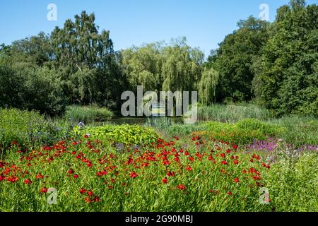 Blick über den See im Millennium Garden im Pensthorpe Natural Park, entworfen von Piet Oudolf. Der Garten ist in naturalistischem Stil gepflanzt. Stockfoto