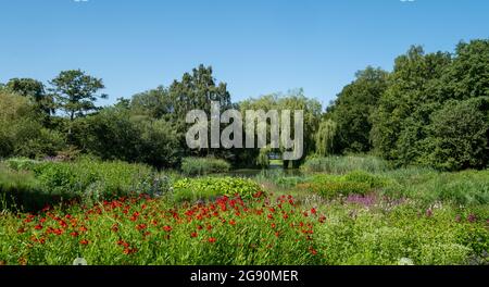 Blick über den See im Millennium Garden im Pensthorpe Natural Park, entworfen von Piet Oudolf. Der Garten ist in naturalistischem Stil gepflanzt. Stockfoto