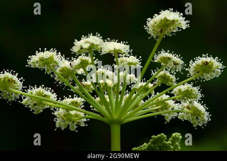 Lyall's Angelica (Angelica arguta) entlang des Stanton Lake Trail, Great Bear Wilderness, Flathead National Forest, Montana Stockfoto