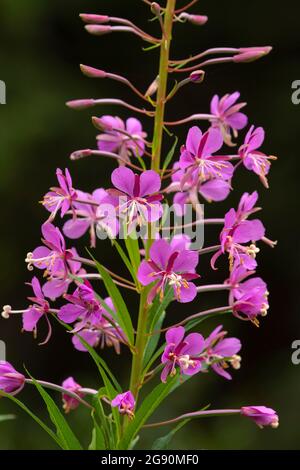 Fireweed (Chamerion angustifolium) entlang des Stanton Lake Trail, Great Bear Wilderness, Flathead National Forest, Montana Stockfoto