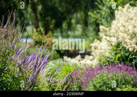 Norfolk UK. Juli 2021. Der Millennium Garden im Pensthorpe Natural Park, entworfen von Piet Oudolf, in Fakenham, North Norfolk. Stockfoto