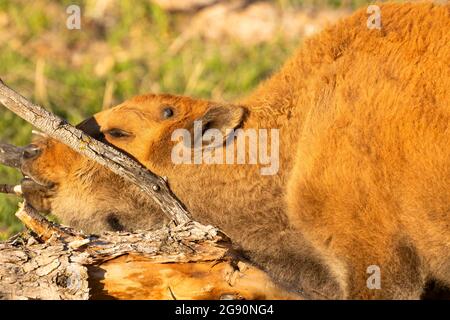 Bison, Custer State Park, South Dakota Stockfoto