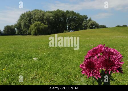 Schöne rosa Wildblume Stockfoto