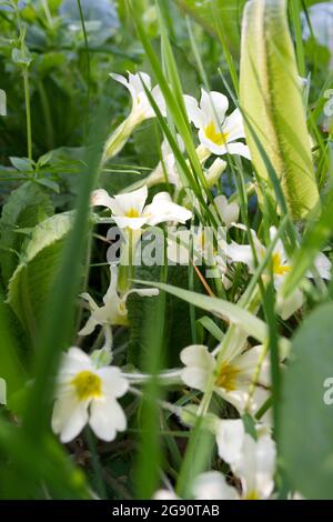 Weiße und gelbe Primeln (Primula vulgaris): Attraktive kleine Blüten, die in Blättern und Gras begraben sind. Wildblumen auf dem Land Stockfoto