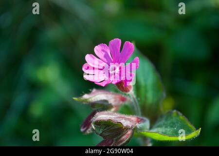 Nahaufnahme einer schönen kleinen rosa roten Campion-Blume (Silene dioica) auf einem einfachen Stamm, umgeben von Blättern und Knospen, vor grünem Hintergrund. Stockfoto