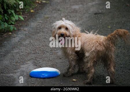 Ein süßer glücklicher Aprikosen- (sandgoldfarbener) Kakaohund, der auf einer asphaltierten Straße mit einer Frisbee steht, nachdem er Fetch gespielt hat. Wedelnd seinen zotteligen Schwanz und pa Stockfoto