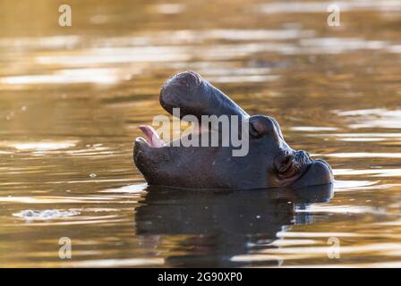 Hippopotamus in Feuchtgebieten, African Savannah, Kruger National Park, Südafrika. Stockfoto