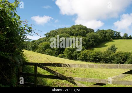 Üppig grüner Wald in hügeliger Landschaft. Grüne Bäume, Felder und Hügel über dem hölzernen Tor mit fünf Bars: Wunderschönes englisches Sommerland Stockfoto