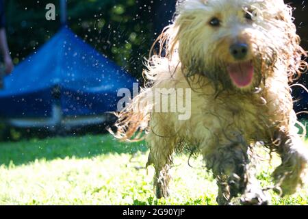 Verschwommene Action-Aufnahme eines happy wet shaggy langhaarigen Hundes: Ein aprikosenfarbener (goldener, sandiger) Kakadus. Stehen in hellem Sonnenlicht mit tiefen Schatten Stockfoto