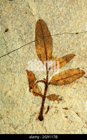 Fossil Leaf Display im Visitor Center, Fossil Butte National Monument, Wyoming Stockfoto