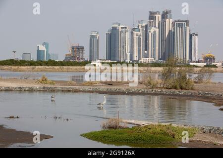 Das neue Palace Residences Dubai Creek by Emaar, vom Feuchtgebiet Ras al Khor aus gesehen, beherbergt eine große Population von größeren Flamingos (Phoenicopter Stockfoto