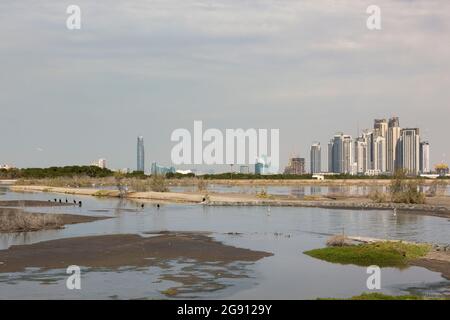 Das neue Palace Residences Dubai Creek by Emaar, vom Feuchtgebiet Ras al Khor aus gesehen, beherbergt eine große Population von größeren Flamingos (Phoenicopter Stockfoto